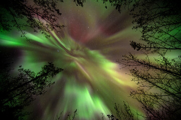 Wall Mural - looking up at spectacular aurora corona in a star filled sky and trees in the foreground