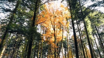 In the Heart of Fall Forest