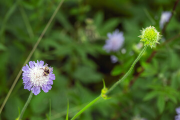 Bumblebee on a beautiful blue and white flowers of scabiosa or pincushion in summer, close up