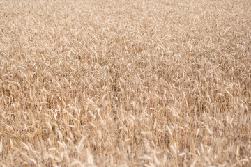 Agricultural landscape. Crop countryside field. Agrobusiness. Ripe wheat harvest. Agriculture and farming. Barley ear spikelet. Farming crop field. Wheat flied at rural countryside. Rye yield