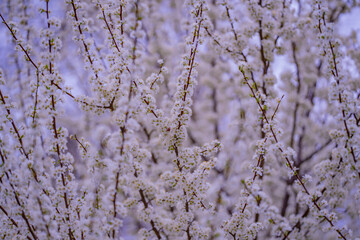 Blooming branch with white flowers of cherry blossom tree on spring blue sky background. Spring banner. Design for Easter day. Beauty spring sunny day.