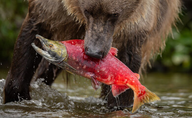 brown bear in katmai, alaska