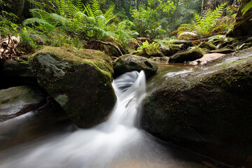 Beautiful spinning mountain waterfall amongst the lush green ferns