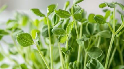 Canvas Print - Close-up of Fresh Green Pea Shoots