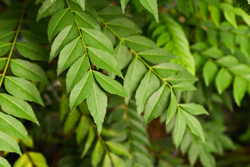 Daun Kari or Curry leaves plant in the garden. Aromatic leaves for making chicken or beef curry. Green beautiful background.