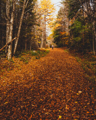 Wall Mural - Girl Walks Beautiful Leaf Covered Forest Trail in New England Fall Foliage Autumn Season. Nature Path Hiking Outdoors Environment Natural Tourism