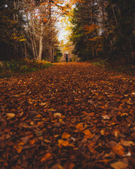 Wall Mural - Blonde Girl Walks on Magical Forest Trail Covered in Leaves in Autumn Season New England. Fall Foliage on Beautiful Nature Path Epic Colorful Scene