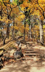 autumn in the forest