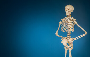 banner with human skeleton on blue background