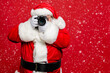 © deagreez - Portrait of focused elderly santa claus hipster take photo of his christmas time voyage abroad wear stylish costume belt gloves isolated over red background