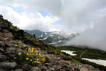 Wall Mural - Yellow cinquefoil flowers at Daisetsuzan National Park, Hokkaido, Japan
