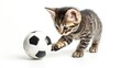 © caucul - Playful Kitten with Soccer Ball