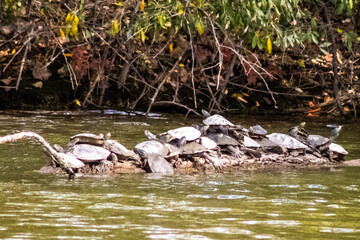 turtles on a log