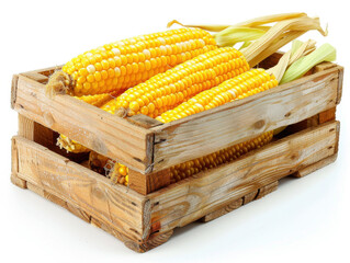 Fresh corn in wooden crate isolated on white background copy space