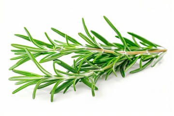 Fresh rosemary on white background