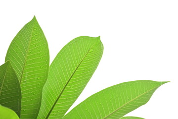Wall Mural - beautiful green leaf texture in springtime, water drop on frangipani leaves