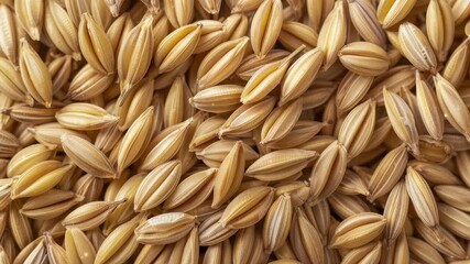 Wall Mural - Close up of barley background, top view. Video high resolution macro videography for advertising or food design.	