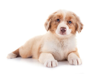 Wall Mural - puppy australian shepherd in studio