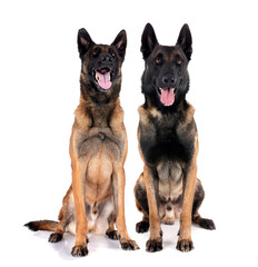 Canvas Print - malinois in studio