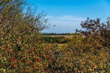 thickets of bushes with ripe bright red rose hips and blue blackthorn fruits in the valley of the Zelenchuk 2 river (Kuban, southern Russia) on a sunny autumn day