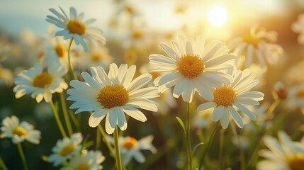 Poster - Sunlight shining through a field of daisies during a peaceful summer evening