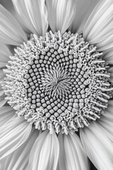 Wall Mural - Close-up black and white photo of the center of a sunflower.