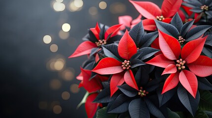 Canvas Print - Red and Black Poinsettia Leaves with Bokeh Background