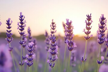 Wall Mural - Close-up of blooming lavender flowers in a field with a sunset in the background.