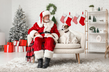 Wall Mural - Santa Claus with cute Jack Russell Terrier dog celebrating Christmas on sofa at home