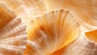 © JoxyAimages - Close-up view of seashell textures highlighted by warm, soft lighting, showcasing intricate patterns and natural beauty, reminiscent of oceanic calm.