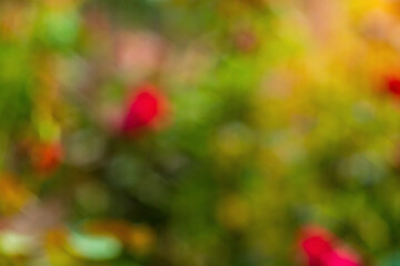 Wall Mural - blurred background with rose plant shrubs in the garden with green leaves, space is flooded with yel