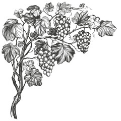 grape vine, grape, hand drawn vector illustration realistic sketch