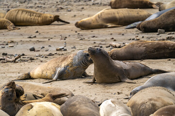 young elephant seals at point reyes, california