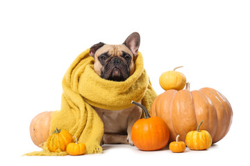 Wall Mural - Cute French bulldog in scarf with fresh pumpkins on white background. Thanksgiving Day celebration