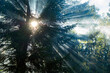 © wifesun - Magical sunlight filtering through misty forest canopy, illuminating lush green surroundings and creating a tranquil atmosphere in an enchanting woodland setting