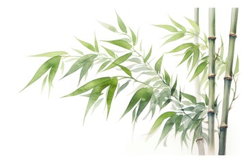 Poster - Bamboo plant white background freshness.