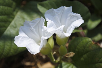 two white flowers side by side taken from a side position