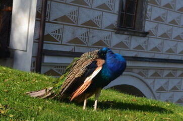 A green-blue male peacock walks on the green grass. Peacock on the lawn in the park