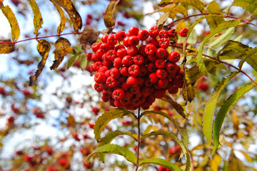 Close-up of a bunch of ripe red mountain ash with autumn-yellow leaves