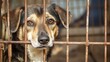 © Elmin - A dog with a sorrowful expression looks out from behind a rusty cage.  The dog's sadness is evident, making you feel sorry for it.  It's likely living in an animal shelter.