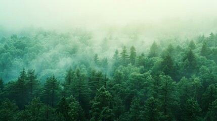 Sticker - A green forest with mist rolling through the trees.