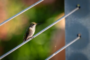 Hummingbird perched on a wire with a green background.