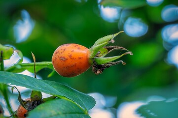 Ripe orange rose hip on leafy background