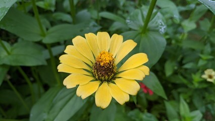 Yellow flower blooming in the garden in India