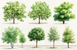 © Антон Сальников - The traditional cad tree line drawing is shown in side view, with graphic trees elements in outline. This is a modern illustration in stroke fill of white and is suitable for architecture and