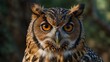 © Shehla - eagle owl portrait