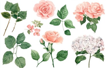 Poster - Set of watercolor elements of roses, hydrangea, collection of garden pink flowers, leaves, branches, Botanic illustration isolated on white background. Bud of flowers.