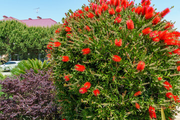 Wall Mural - Callistemon rigidus blossoms with red bottlebrush flowers branch on beautiful green bokeh background. Callistemon bush on Sochi Sirius street. Nature concept