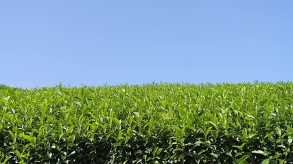 Wall Mural - Tea fields and blue sky in Kyoto