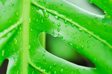 Monstera, Hurricane plant or Swiss cheese plant